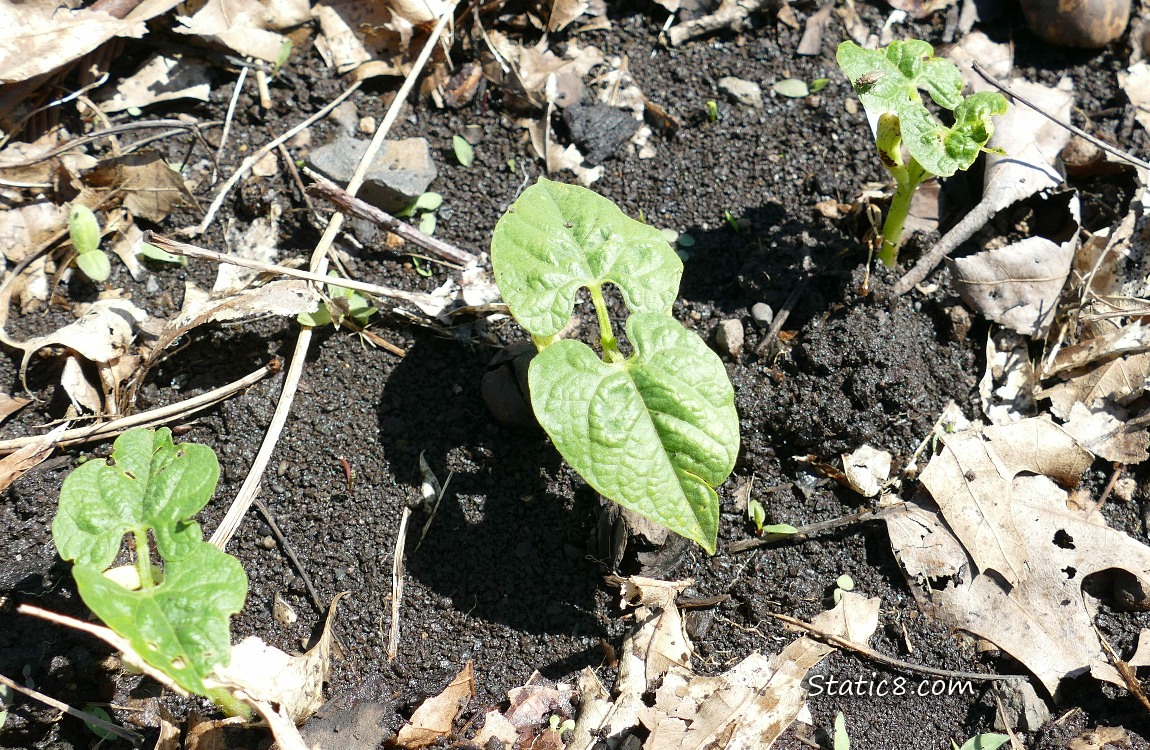 Bean seedlings growing