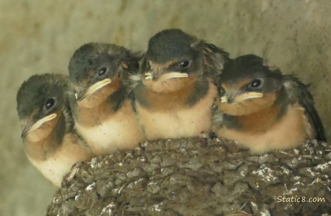 Four Barn Swallow nestlings in the nest