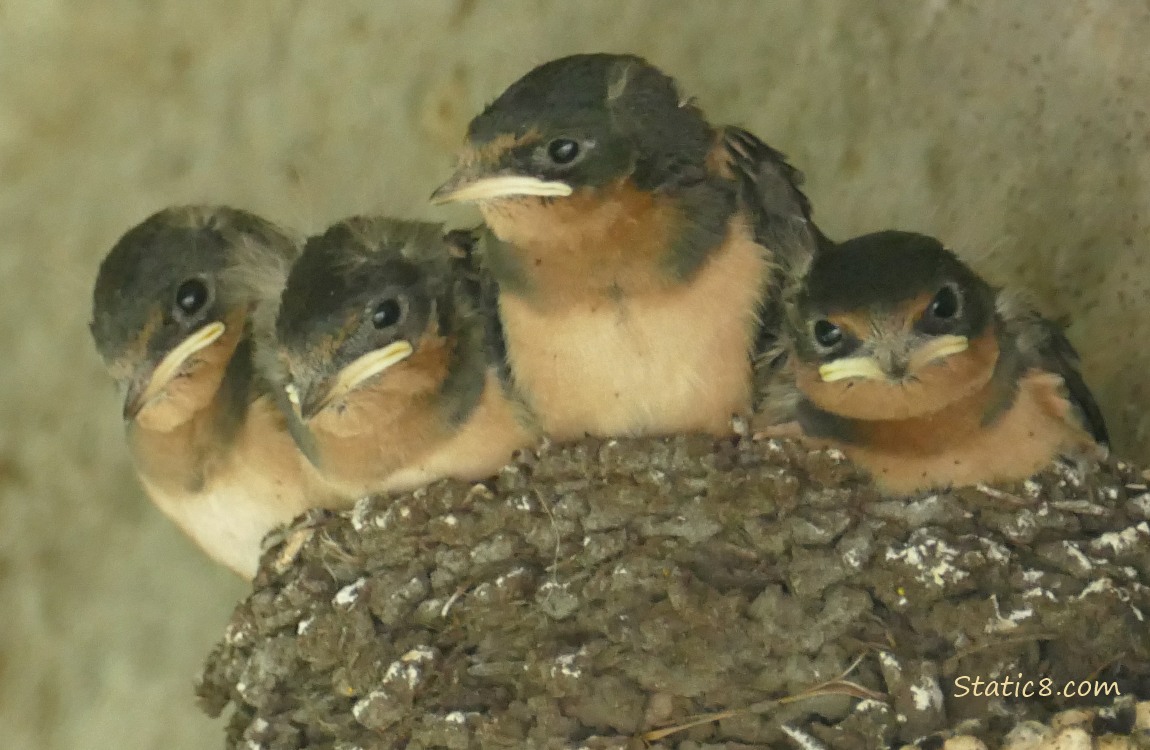 Barn Swallow nestling in the nest