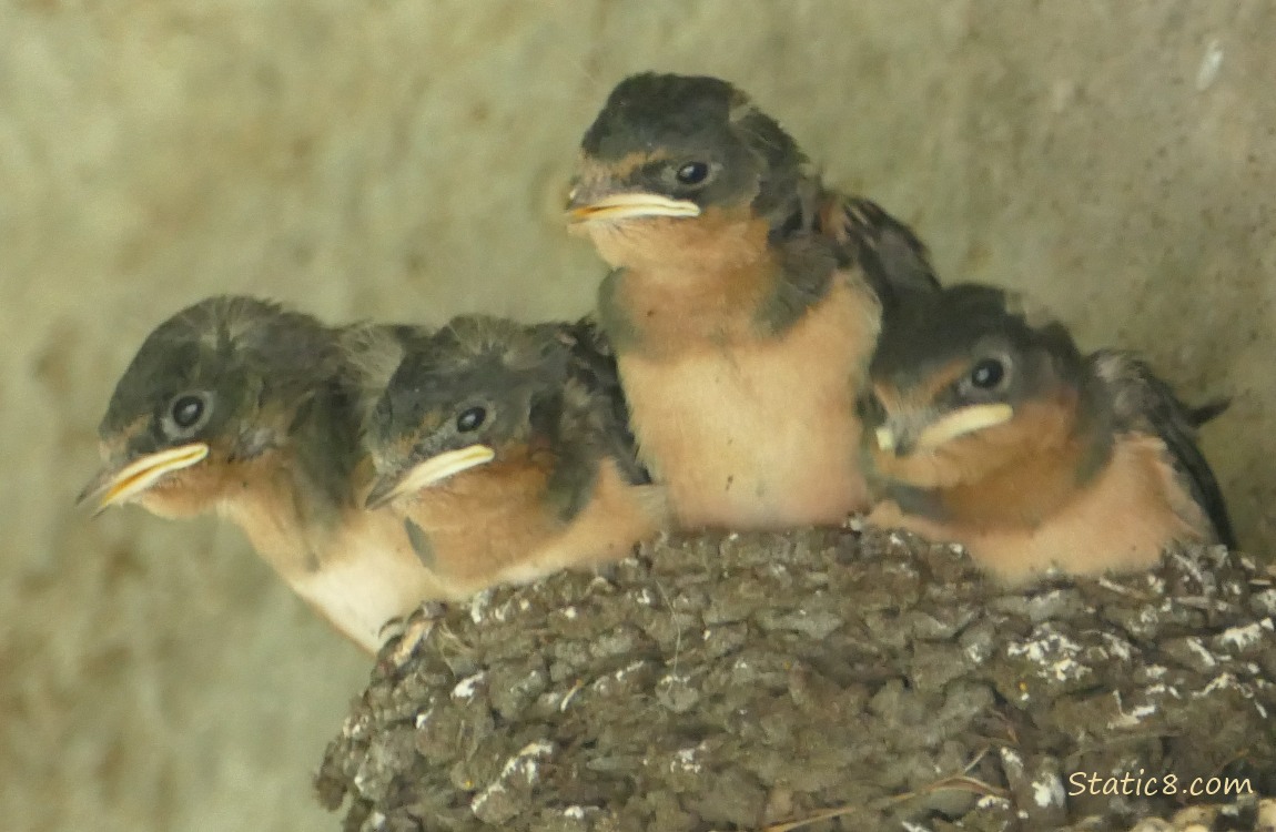 Four Barn Swallow nestlings in the nest