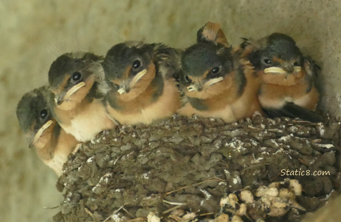 Five Barn Swallow nestlings in the nest