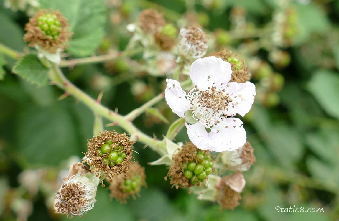 Black berry fruits and a flower