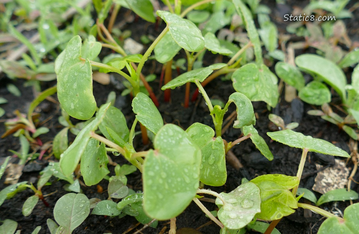 Buckwheat seedlings growing