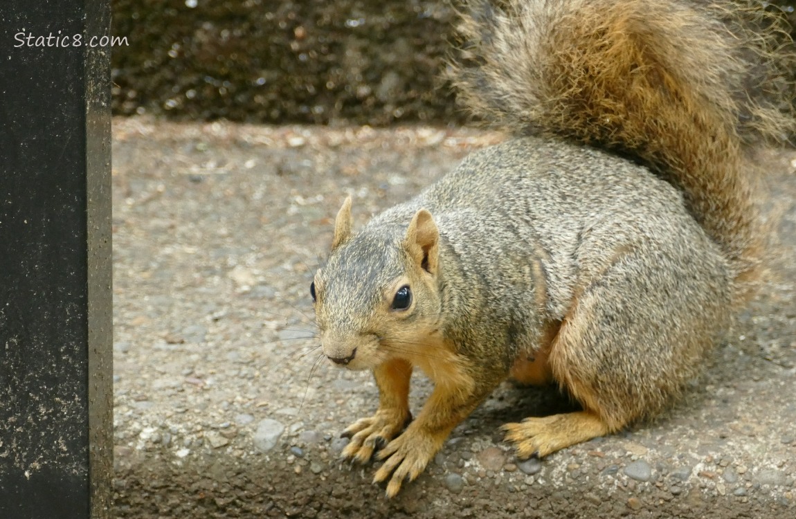 Squirrel standing on the steps