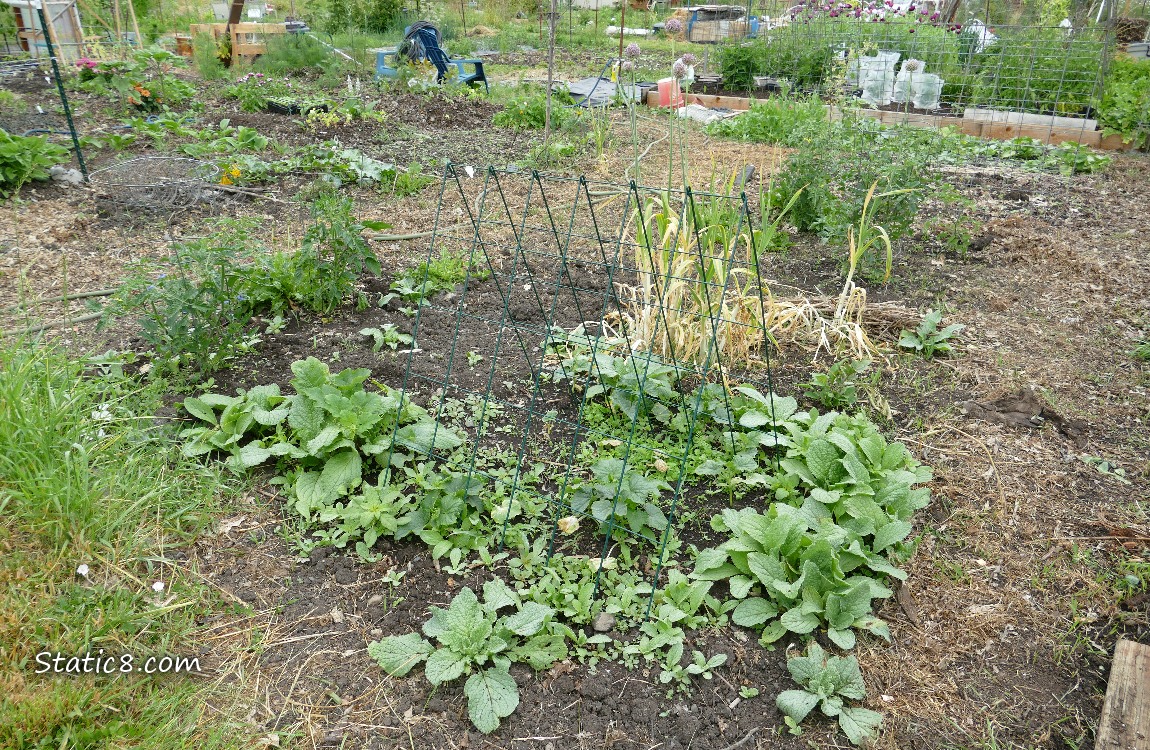 garden plot