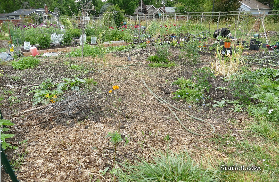 garden plot