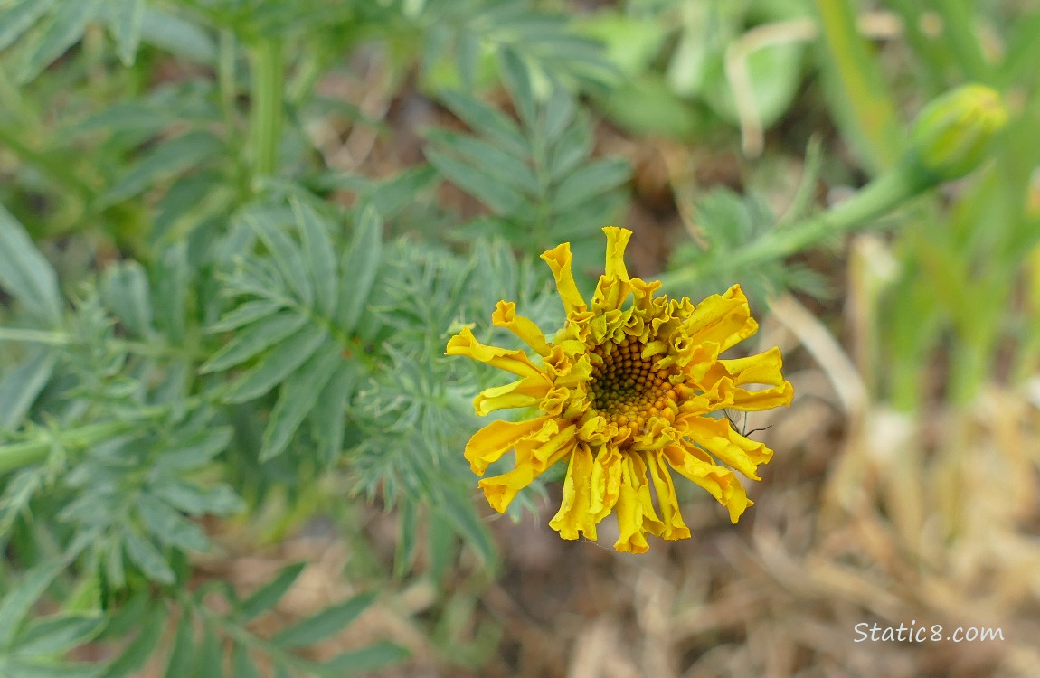 Marigold just about to bloom