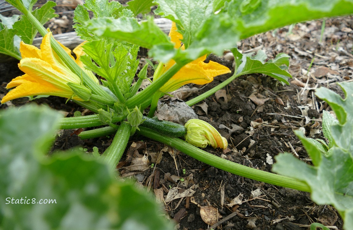 Yellow flowers and a fruit on a zucchini plant