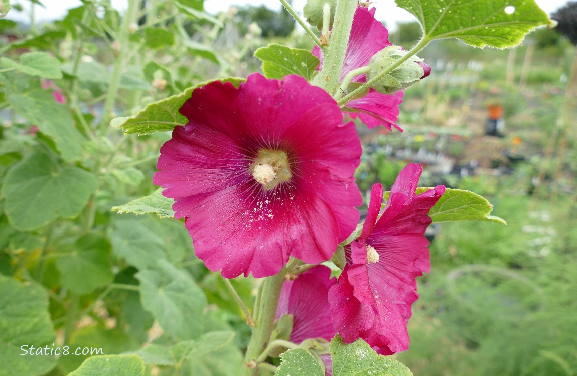 Bright pink Hollyhock blooms