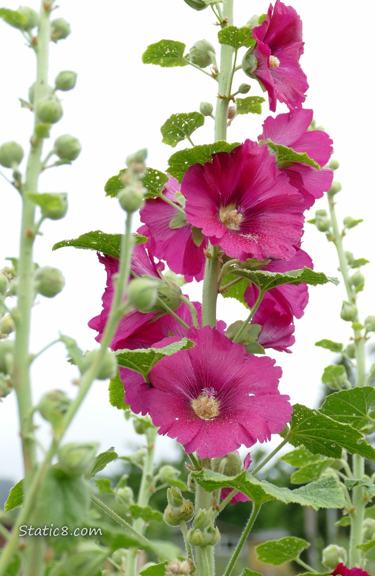 Bright pink Hollyhock blooms