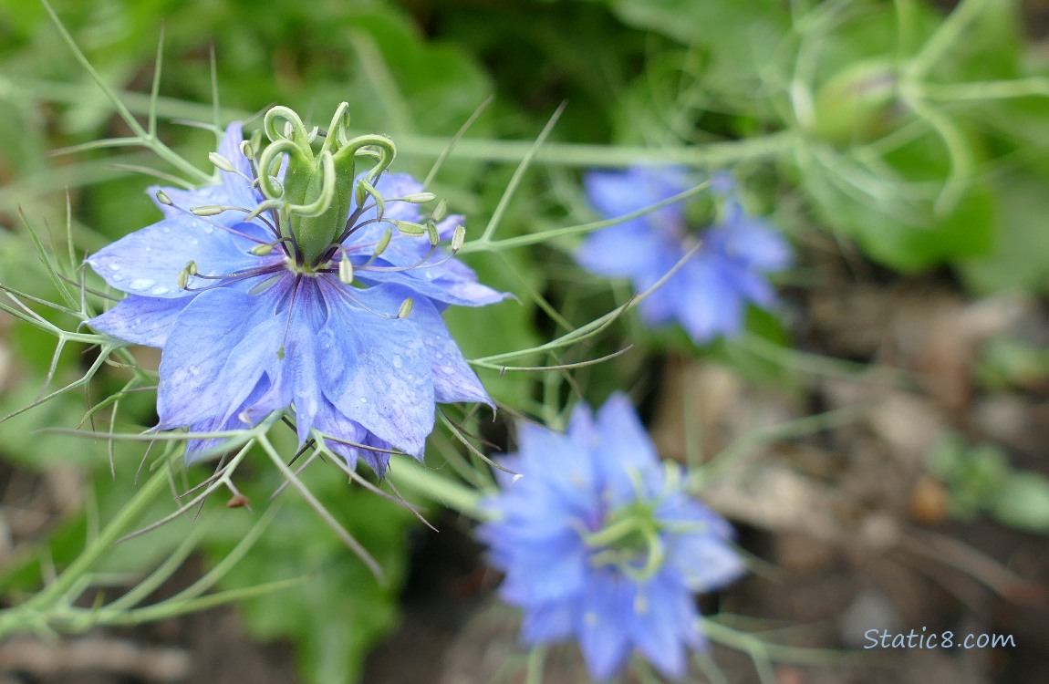 Love in a Mist blooms