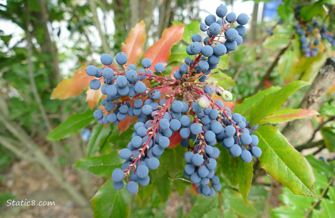 Oregon Grape fruits