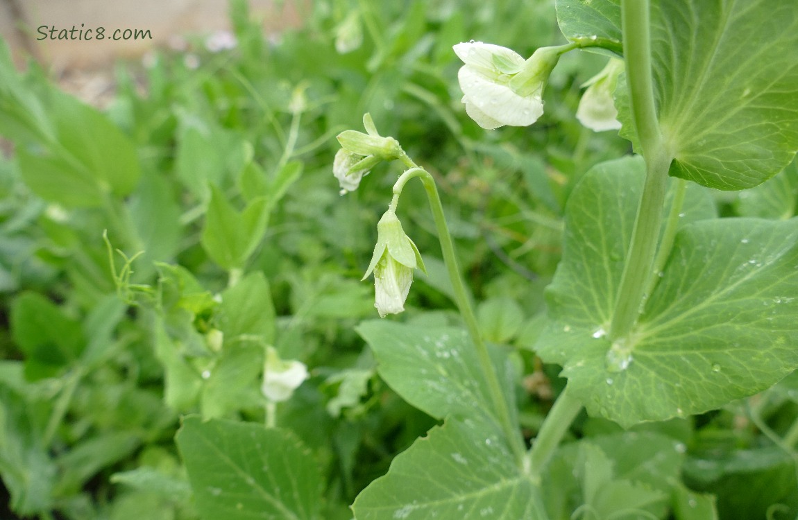 Snap Pea blooms on the vines