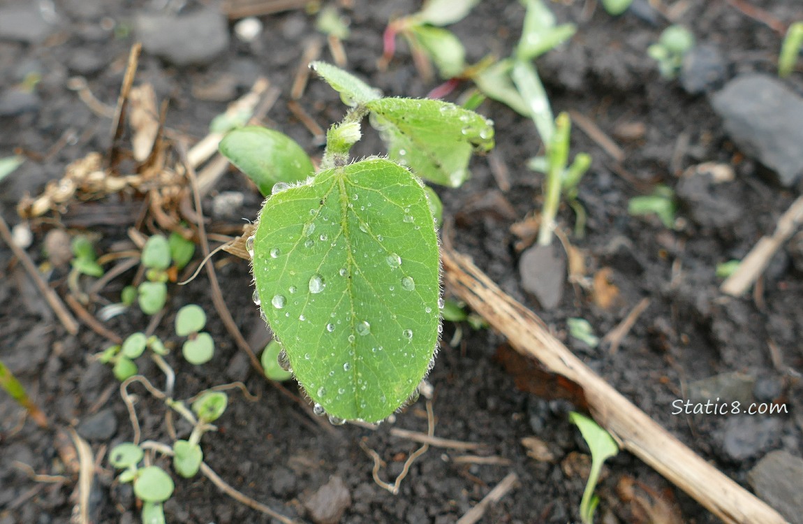 Soybean seedling growing in the dirt