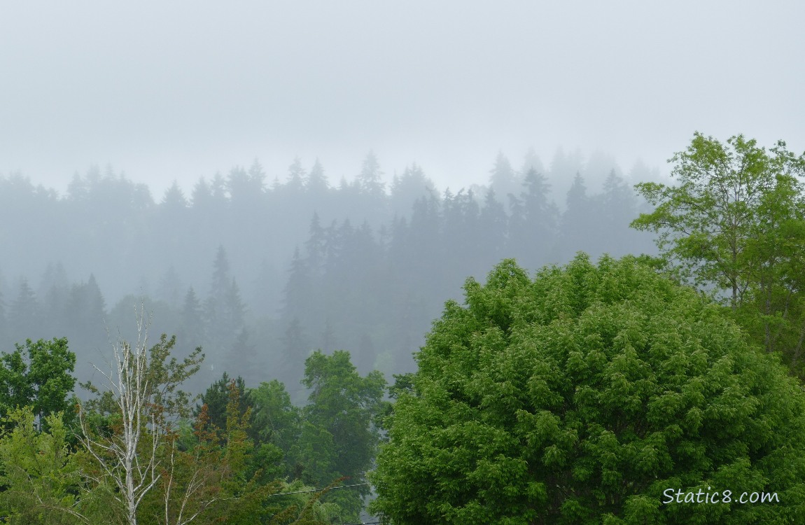 foggy trees on the hill