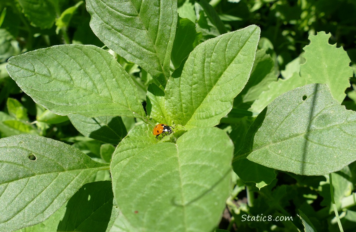 Ladybug walking on green leaves