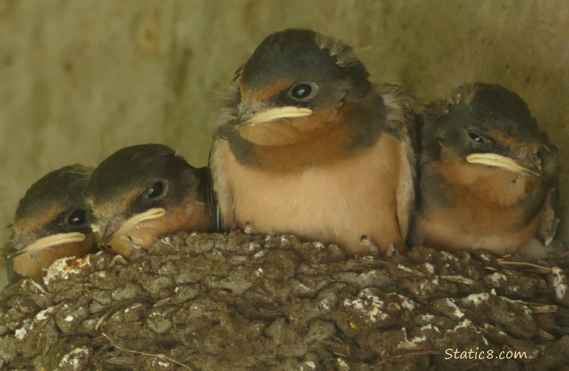 four Barn Swallow nestlings in the nest