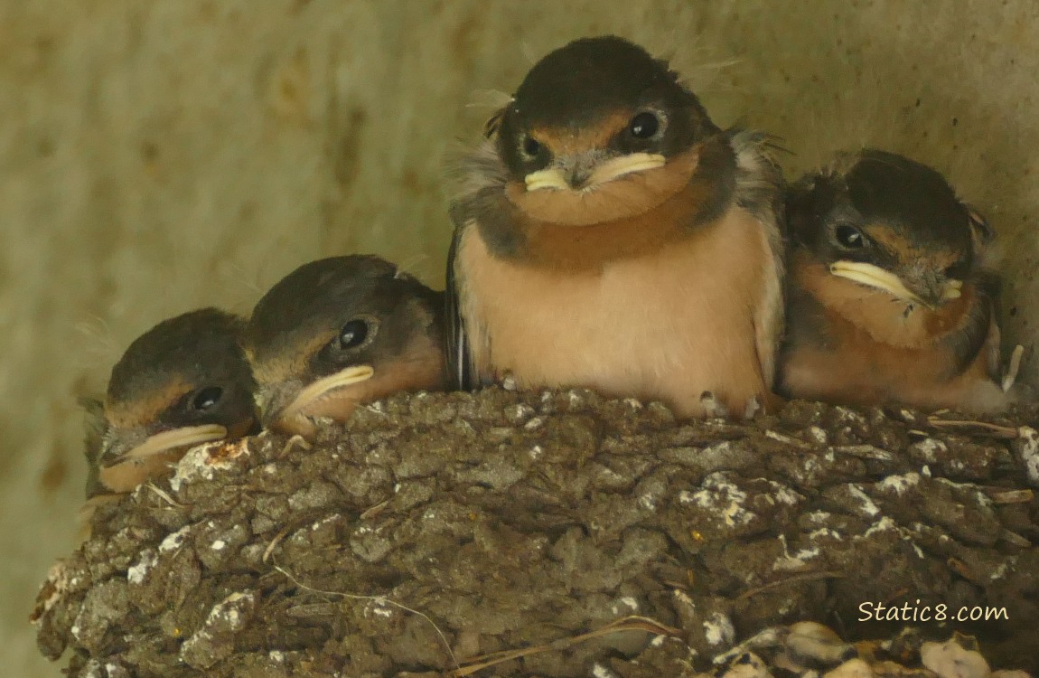 Barn Swallow nestlings in the nest