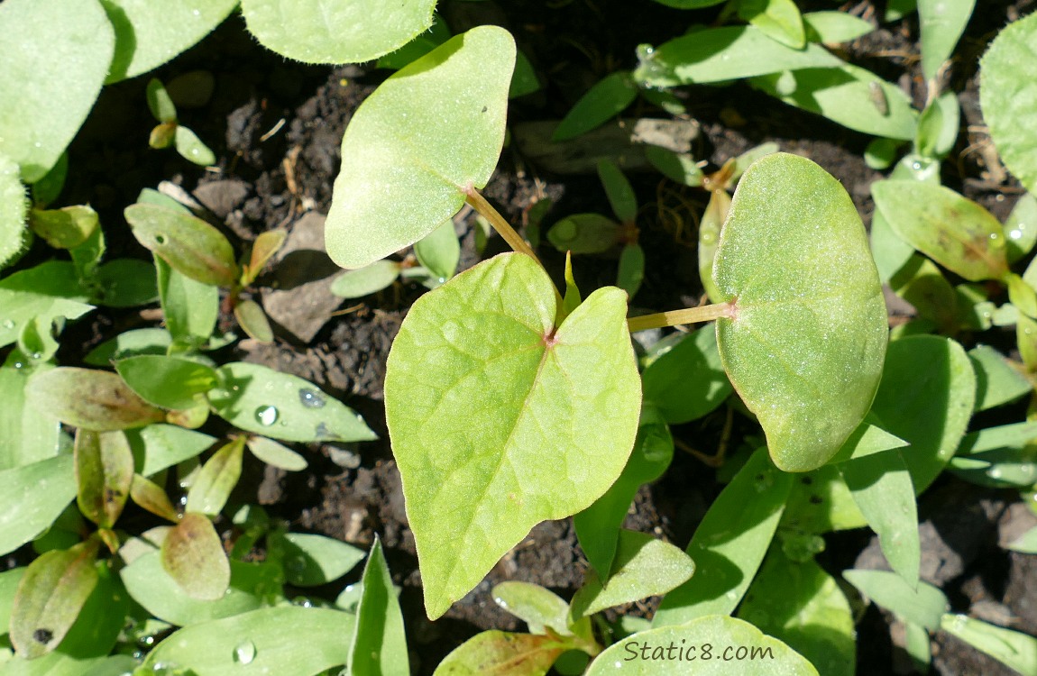 Buckwheat seedlings growing