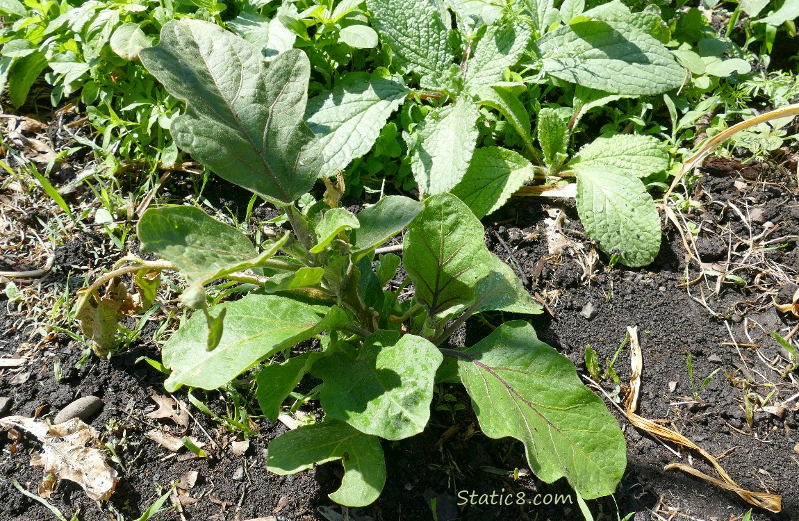 Eggplant growing in the garden