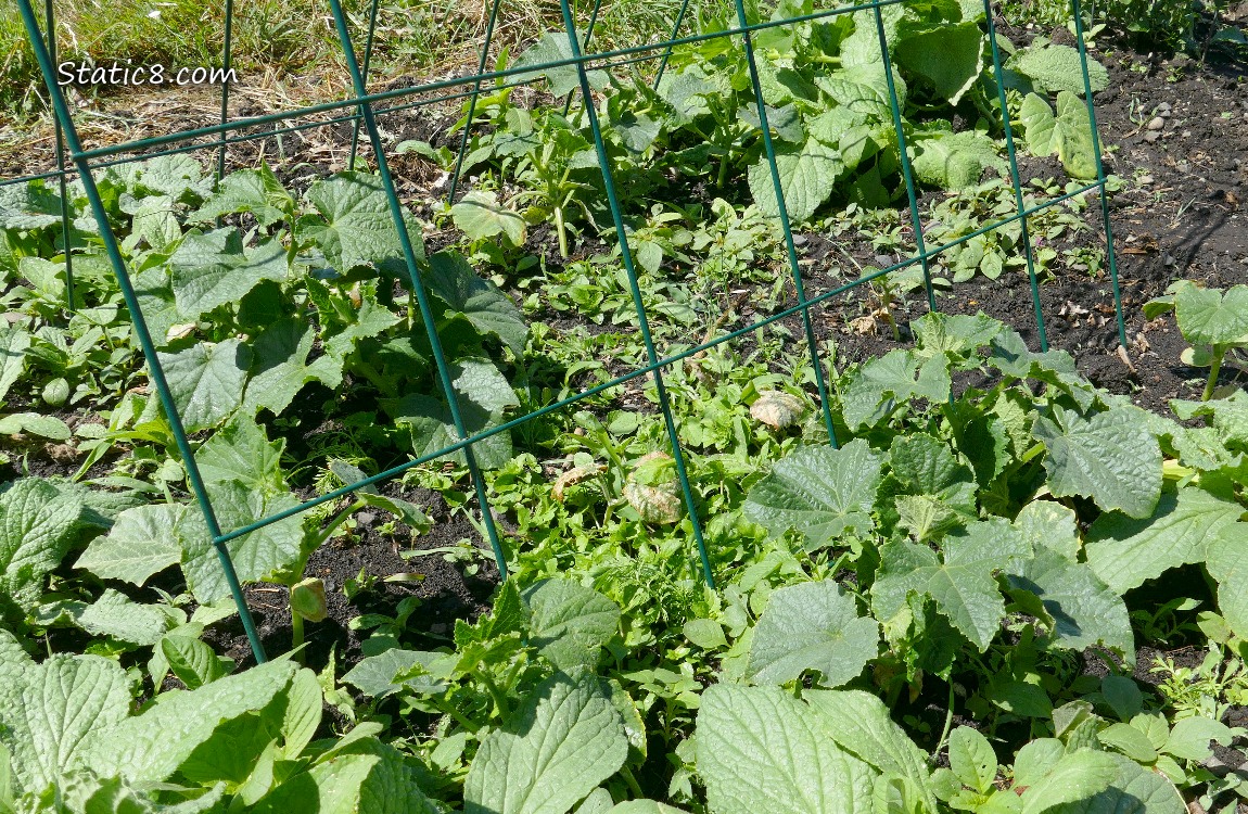 Cucmber plants in the garden