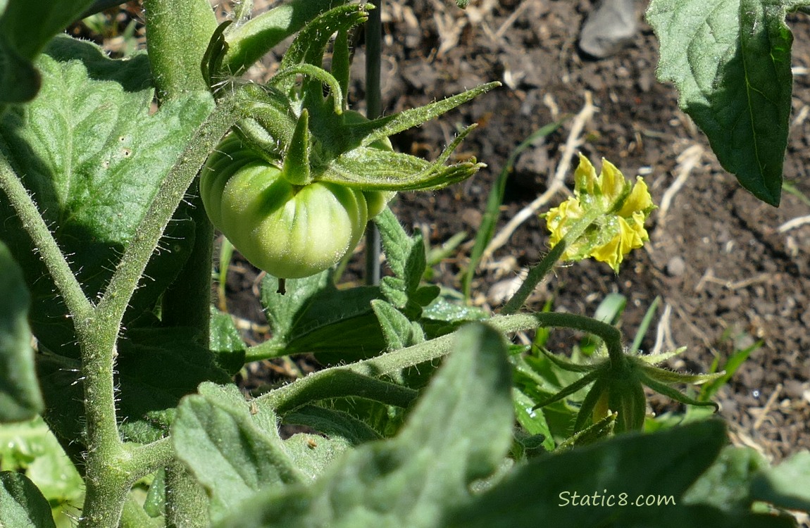 Small green tomato growing on the vine