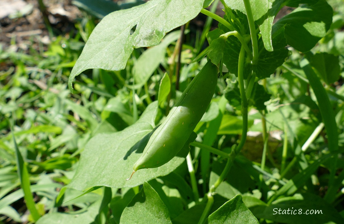 Snap Pea pod on the vine