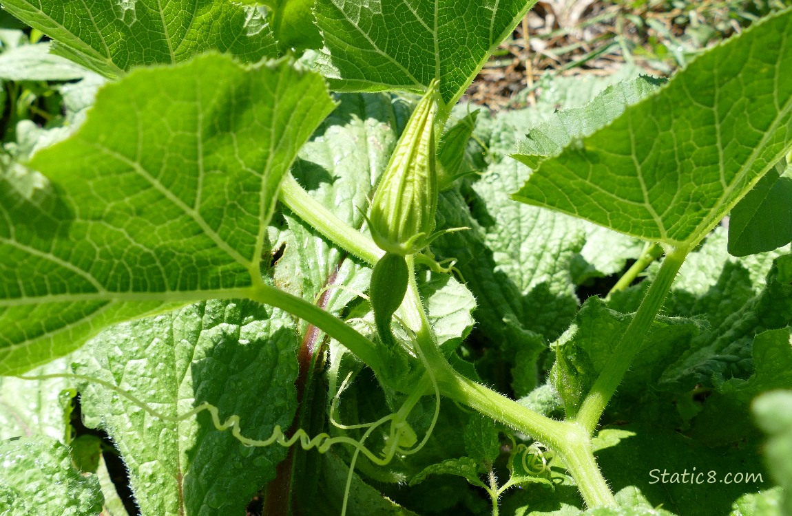 Tiny Spaghetti Squash fruit on the vine