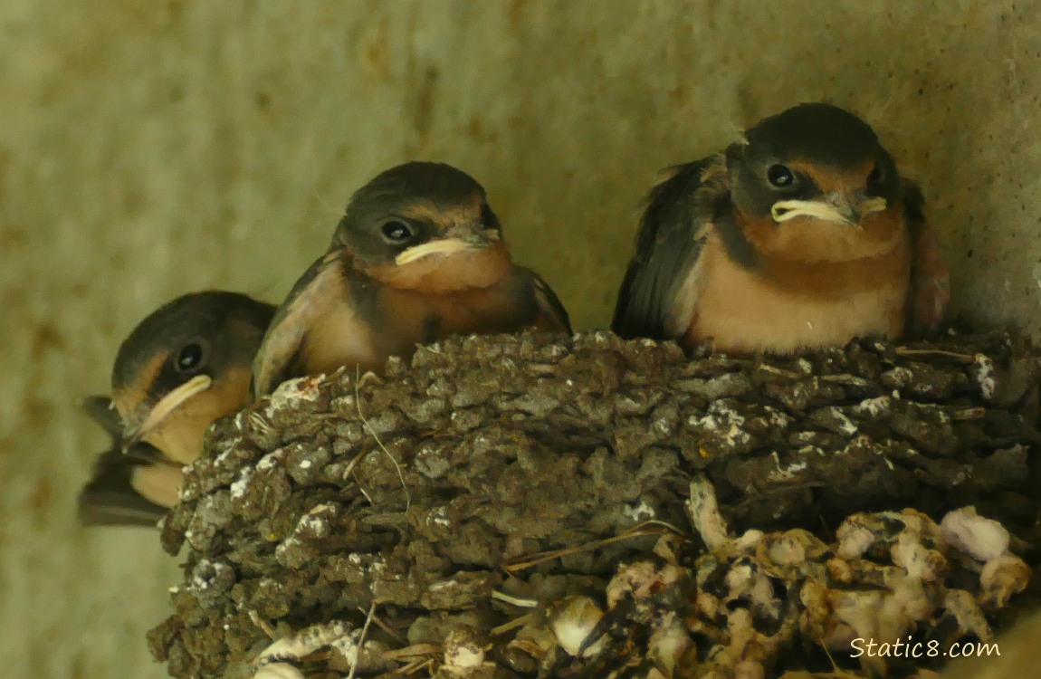 three Barn Swallow nestlings in the nest