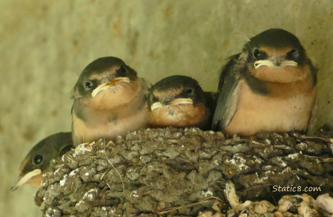 Barn Swallow nestlings in the nest