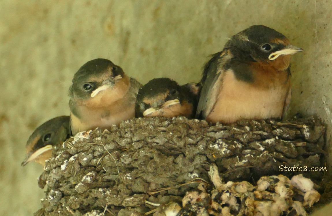 Barn Swallow nestlings in the nest