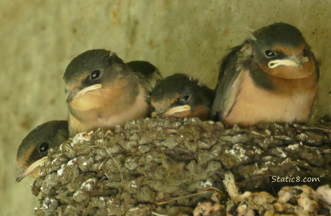 Barn Swallow nestlings in the nest