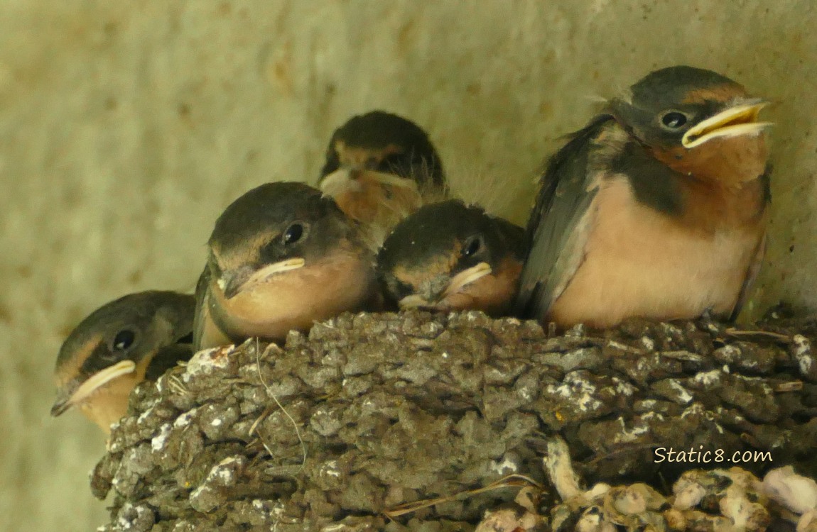 Five Barn Swallow nestlings in the nest