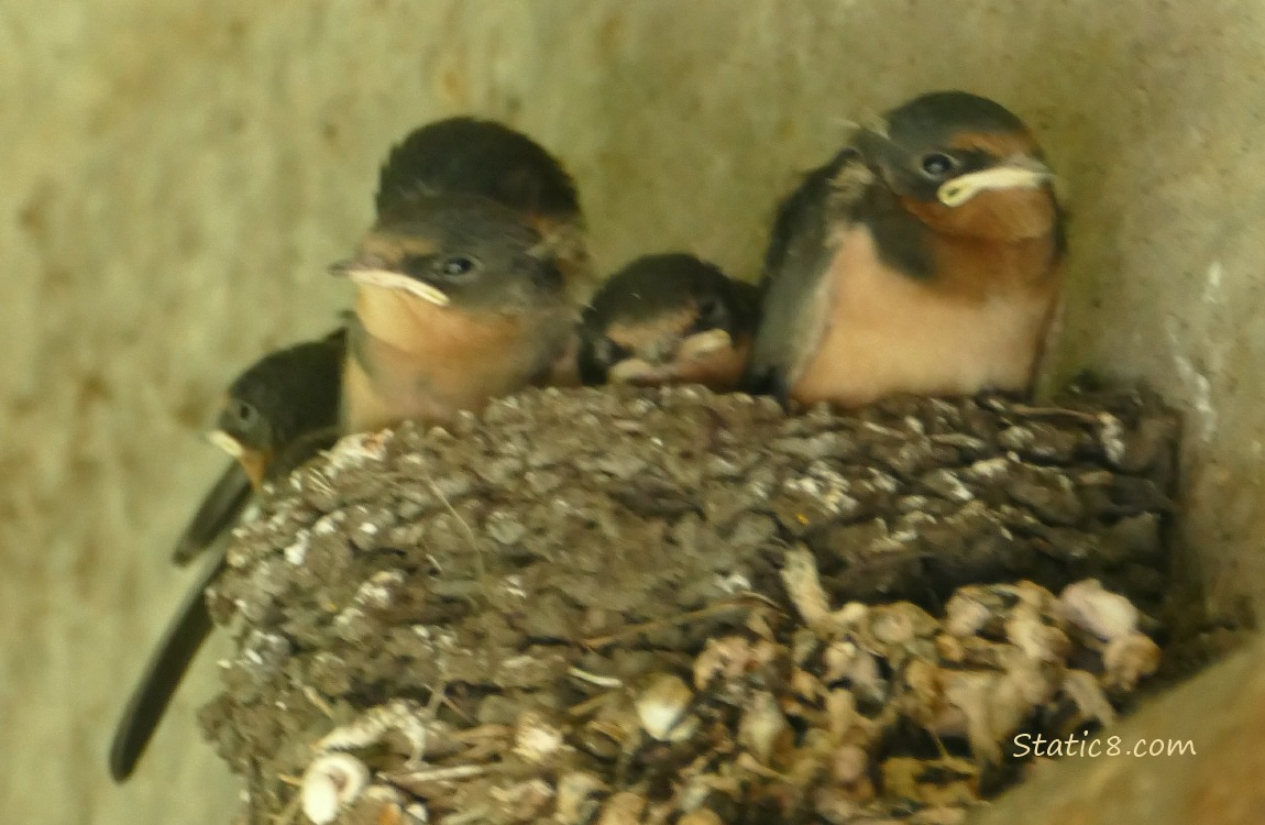 blurry Barn Swallow nestlings in the nest