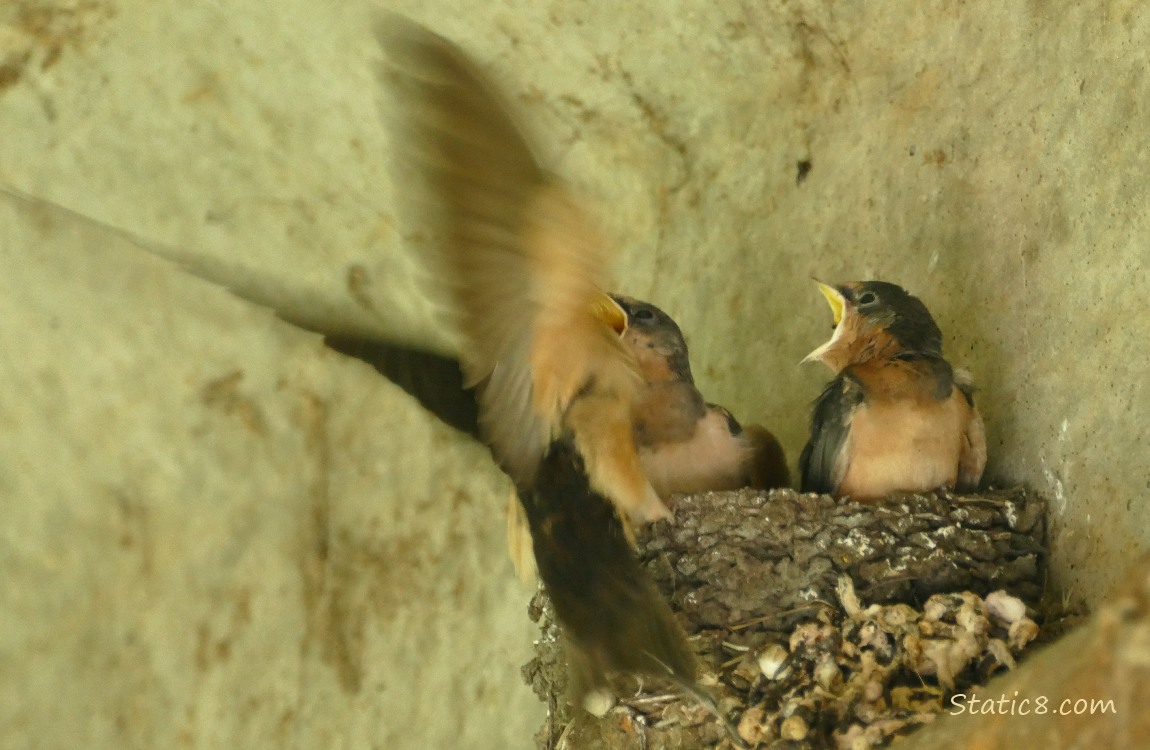 Barn Swallow parent flies in and perches on the edge of the nest