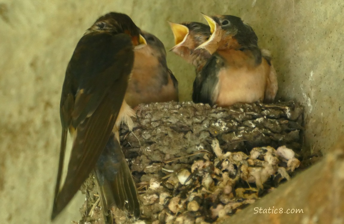 Barn Swallow parent feeds a nestling in the nest