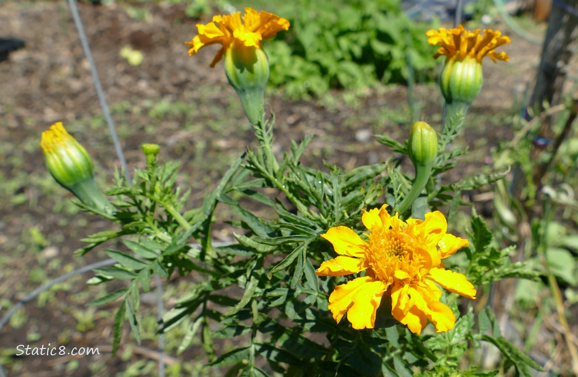 Marigold blooms