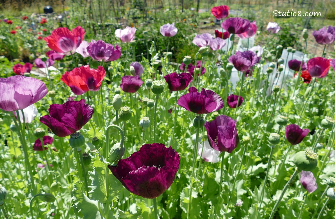 Pink and purple Breadseed Poppy blooms