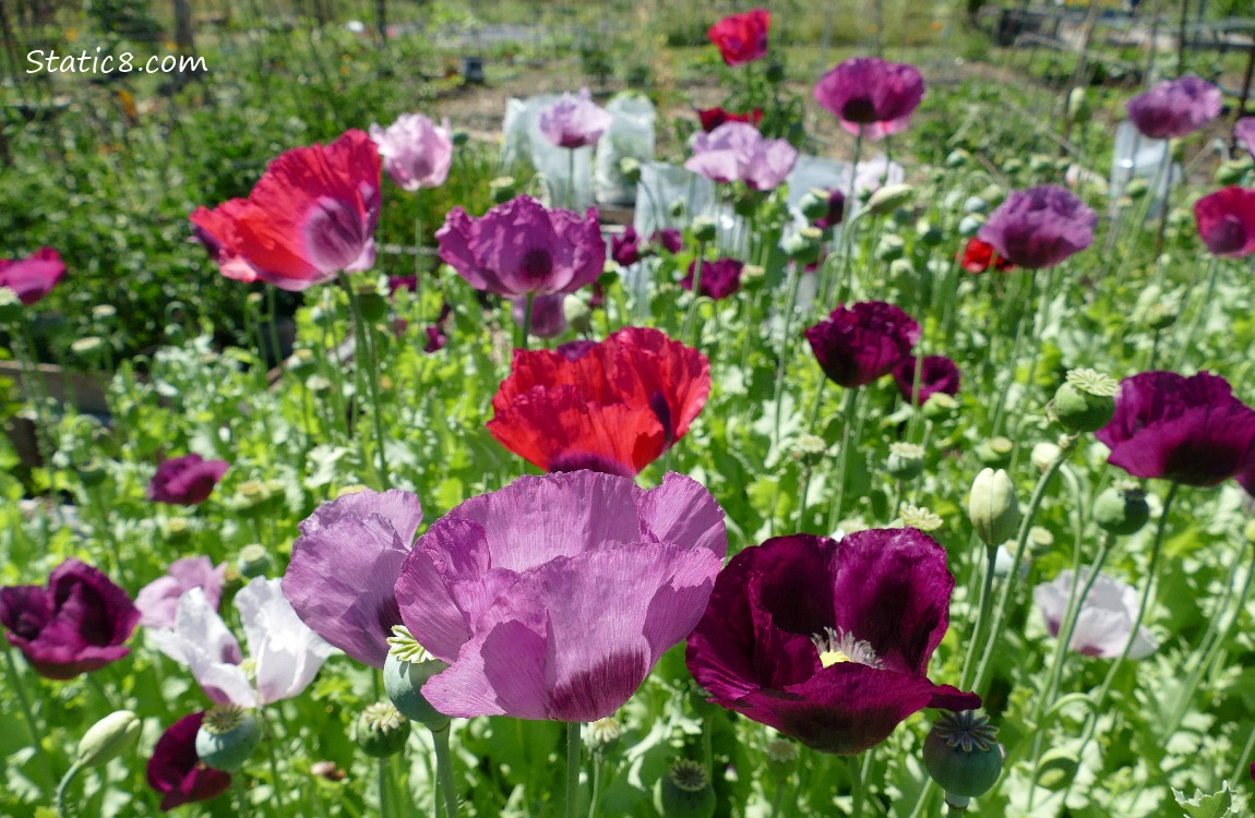 Breadseed Poppy blooms