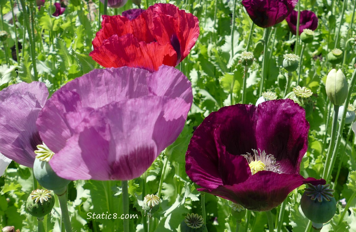 Pink and Purple Breadseed Poppy blooms