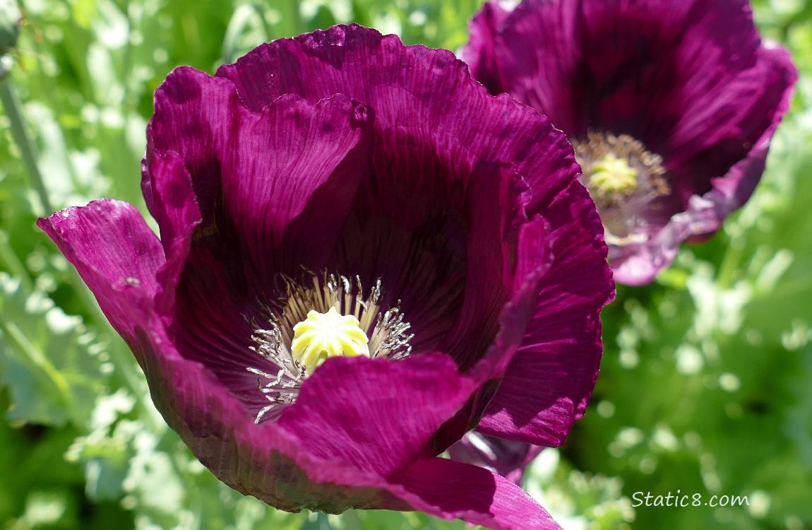 Purple Breadseed Poppy blooms