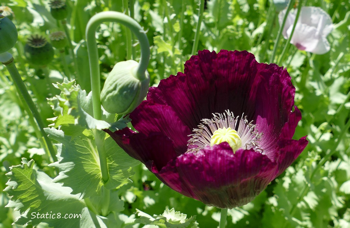 Purple Breadseed Poppy bloom