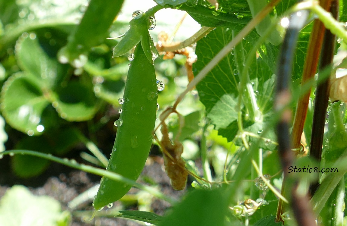 Snap Pea pod hanging from the vine