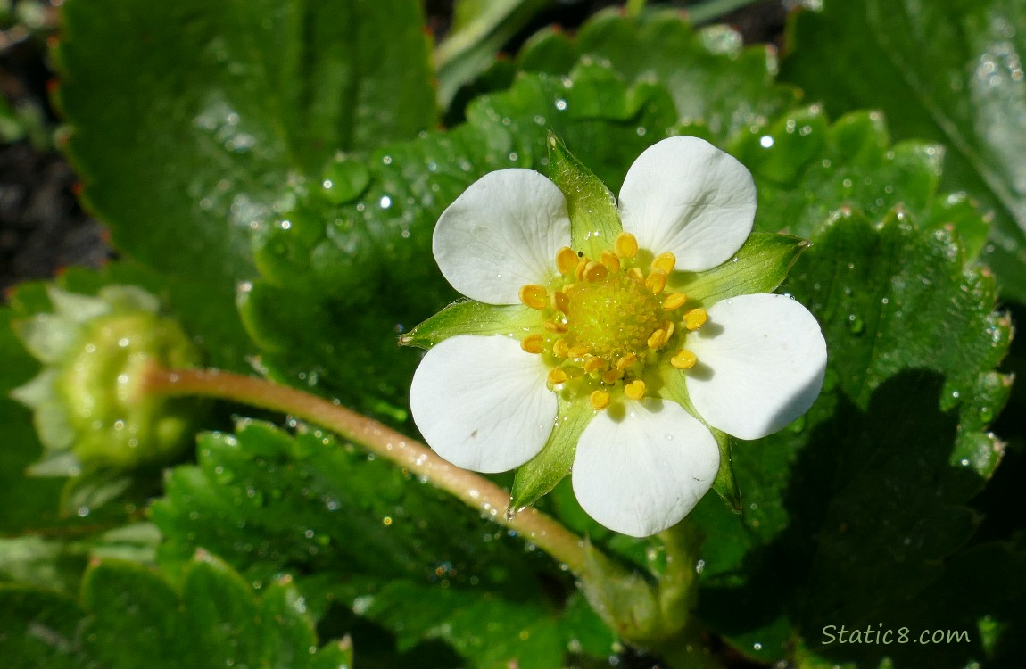 Strawberry bloom