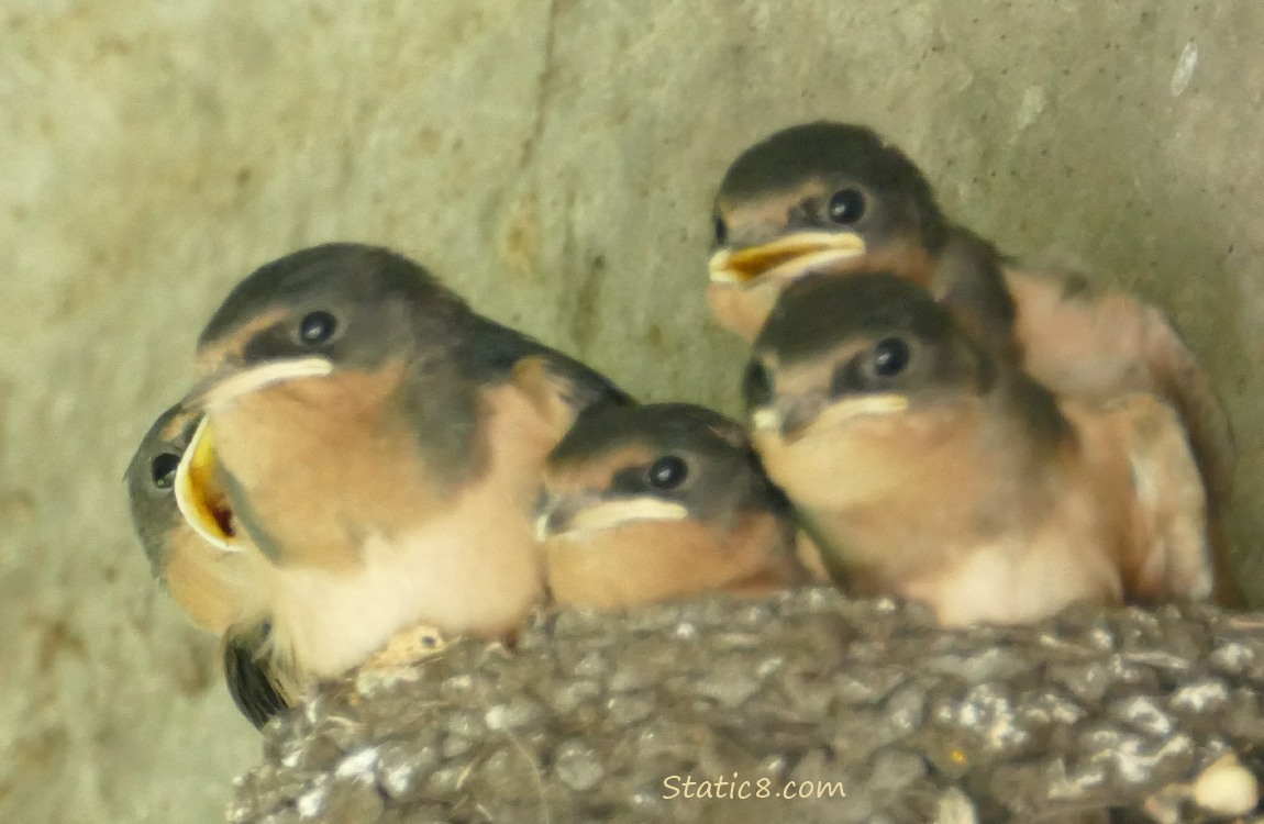 Barn Swallow nestlings in the nest