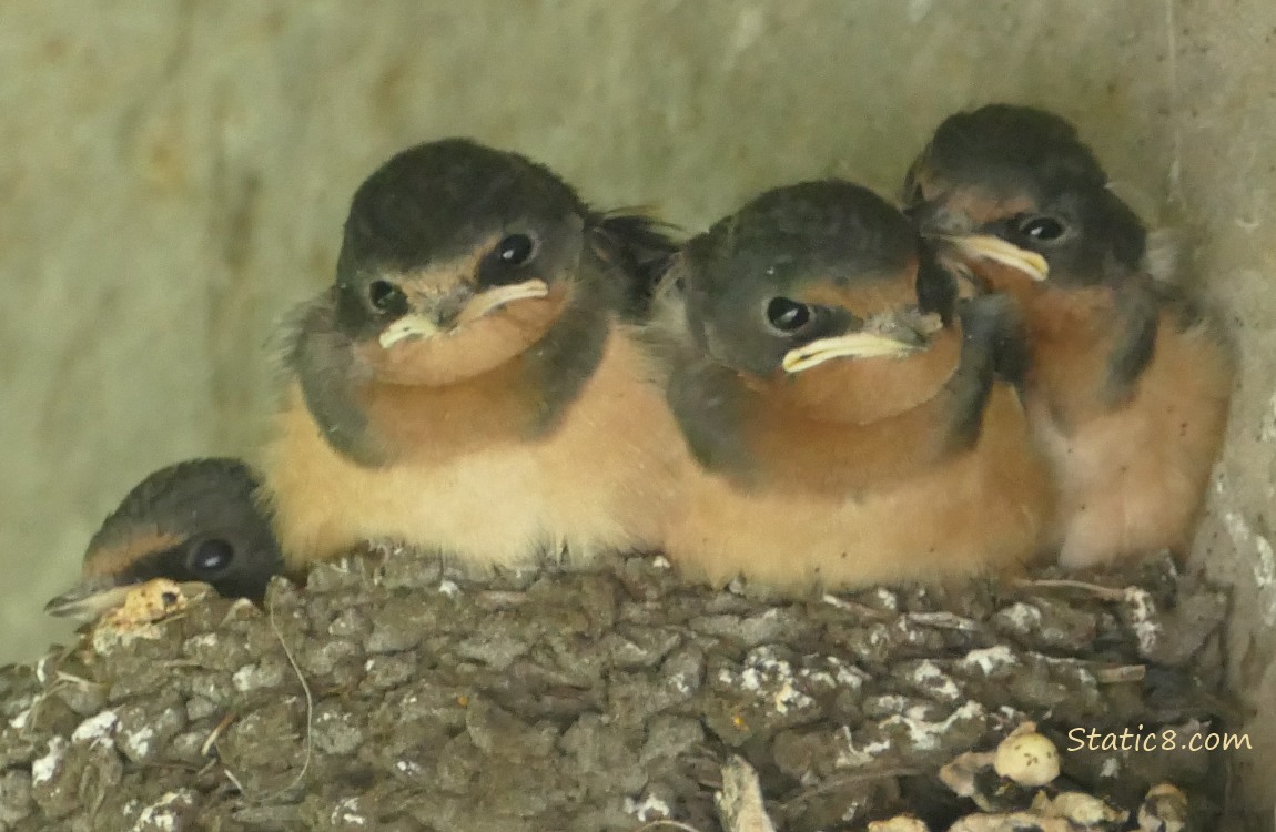 Four Barn Swallow nestlings in the nest