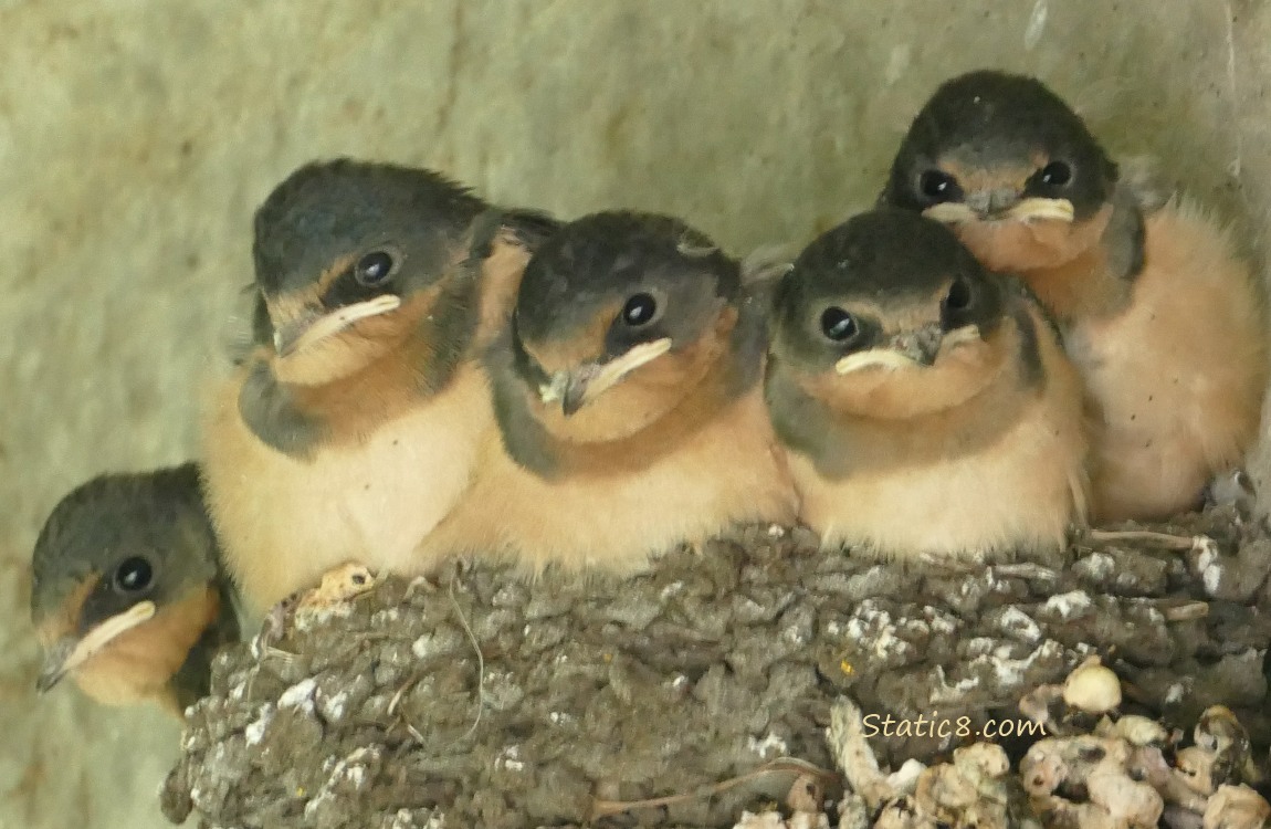 Barn Swallow nestlings in the nest