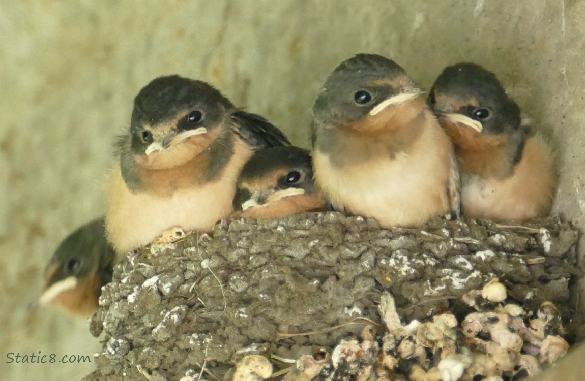 Barn Swallow nestlings in the nest