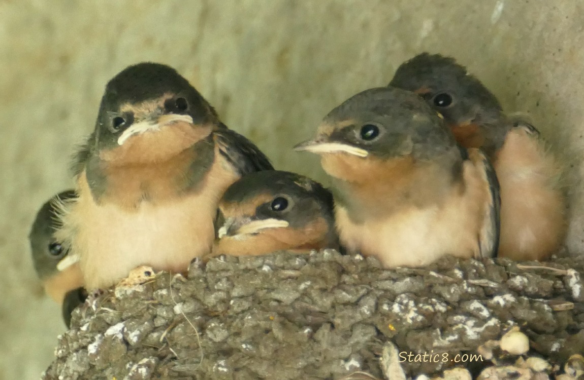 Barn Swallow nestlings in the nest