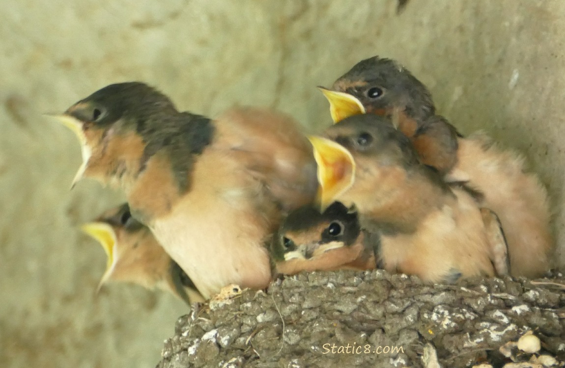 Barn Swallow nestlings in the nest, begging for food